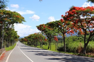 台9線拓寬 花蓮富里鄉213棵鳯凰木路樹搬新家