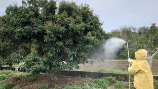 農改研究員教荔枝椿象防治 保護竹市農民收成