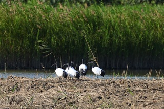 移除埃及聖䴉 林保署熱區設誘引站假鳥吸引群聚