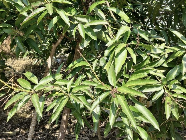 高雄茂林區土芒果 農損現金救助3/28起受理申報 | 華視新聞