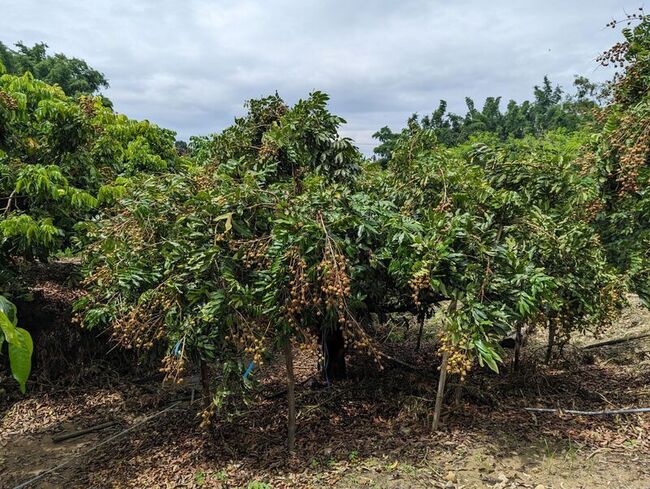 噴灑鞭炮中氯酸鉀液 龍眼暖冬開花率增逾6成 | 華視新聞
