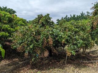 噴灑鞭炮中氯酸鉀液 龍眼暖冬開花率增逾6成