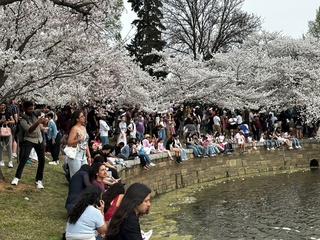 華府櫻花季人氣爆棚 氣候暖化連6年提早盛開