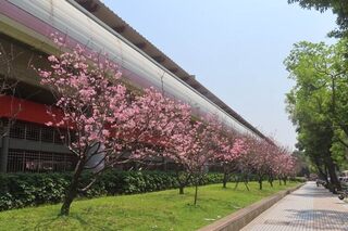 北市公園處盤點都市賞櫻秘境  捷運紅線花況正盛