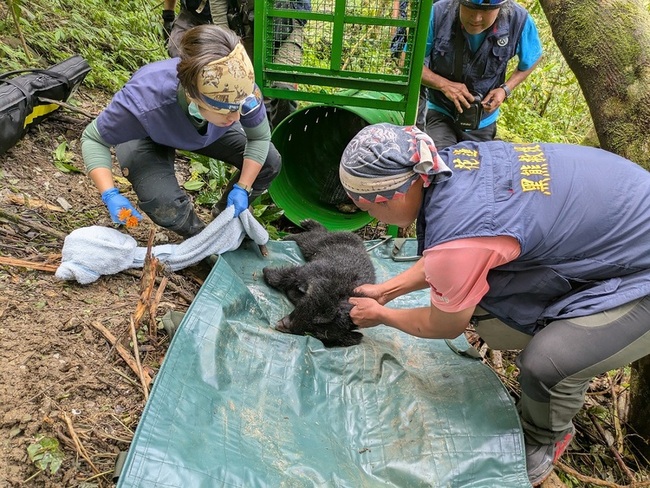 花蓮卓溪落單小黑熊成功誘捕 照養野訓後評估野放 | 華視新聞