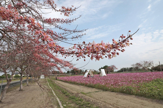 台南西港金砂花旗木步道 搭配波斯菊花海吸客