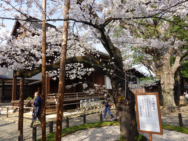 春寒料峭  東京櫻花滿開氣溫宛如嚴冬 | 華視新聞