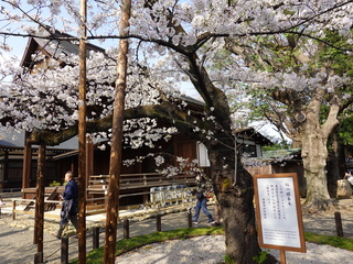 春寒料峭  東京櫻花滿開氣溫宛如嚴冬