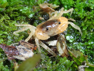 太魯閣水域多種魚蝦蟹洄游 塑造生態獨特風貌