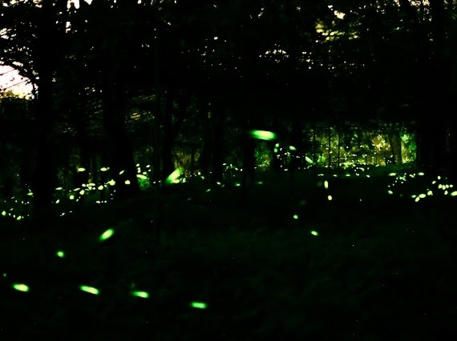 高雄那瑪夏15萬螢火蟲飛舞 公所籲把握時機賞螢 | 華視新聞