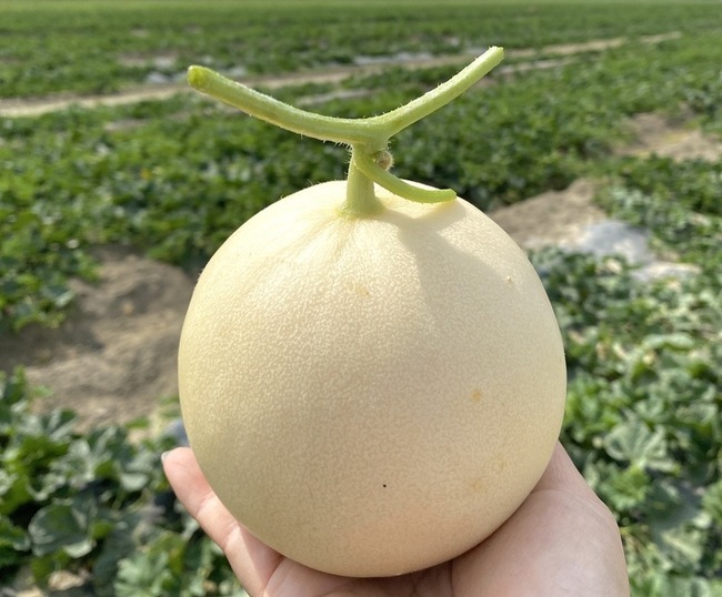 高雄「天使」洋香瓜試種 114年底擴大生產 | 華視新聞