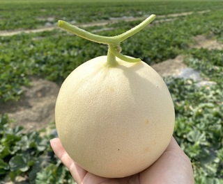 高雄「天使」洋香瓜試種 114年底擴大生產