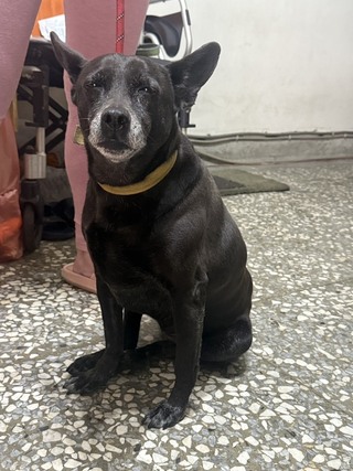 黑狗吠叫被趕下車狂追飼主 台中動保處開罰1.5萬元