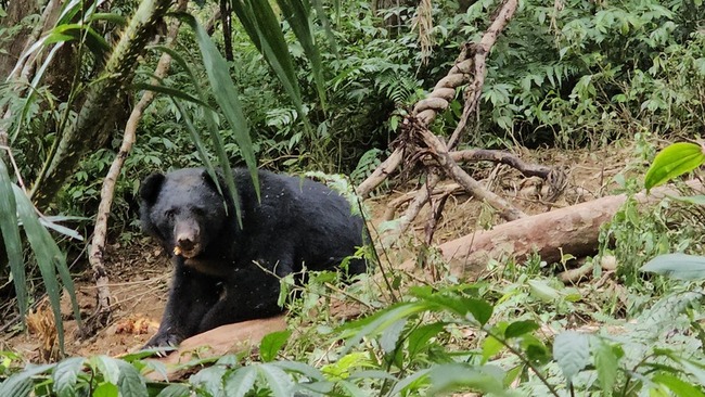 搶救首例 一對台灣黑熊同落套索搶救後當場野放 | 華視新聞