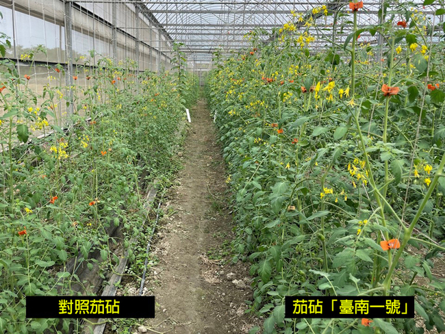 番茄栽植嫁接茄砧「台南1號」 抗病耐熱穩產量 | 華視新聞