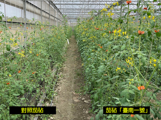 番茄栽植嫁接茄砧「台南1號」 抗病耐熱穩產量