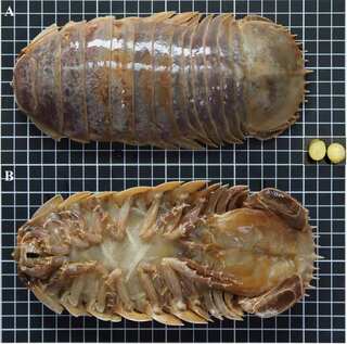 南海再添新物種 台南大學國際發表「西沙深水虱」