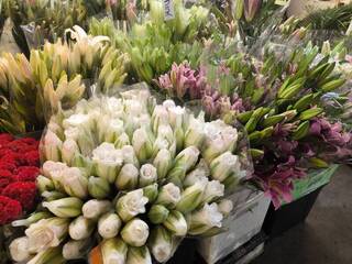 清明節前天冷量減  掃墓花款百合、菊花價漲