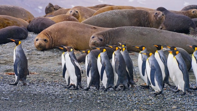 台灣首部橫南北極生態片 15年遠征拍「我們的星球」 | 華視新聞