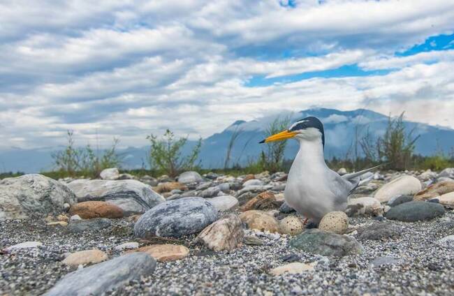 小燕鷗將來台築夏日樂園 海保署籲一同守護 | 華視新聞