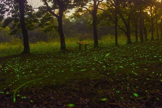 日月潭夜賞螢火蟲 白天探索生態、SUP立槳遊湖