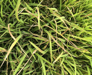 天氣忽冷忽熱 台東水稻葉稻熱病現蹤