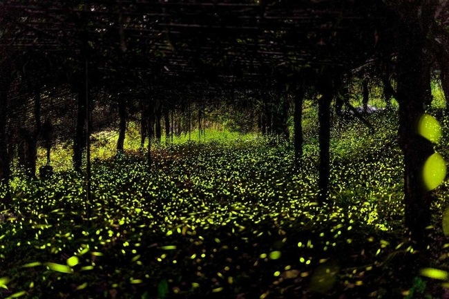 那瑪夏螢火蟲復育有成 20萬隻火金姑點亮夜空 | 華視新聞