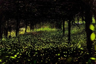 那瑪夏螢火蟲復育有成 20萬隻火金姑點亮夜空