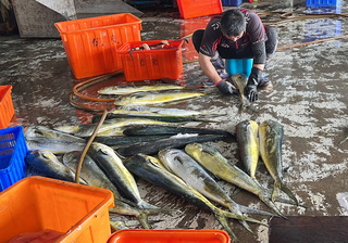 川普對等關稅 台東鬼頭刀受影響程度待觀察