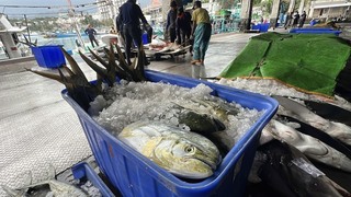 台東漁民憂鬼頭刀銷美無競爭力 漁會籲勿恐慌