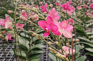 蘭花外銷恐受美國關稅衝擊 業界9日辦座談因應