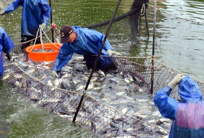 因應美國關稅衝擊 台灣鯛業者籲政府防洗產地 | 華視新聞