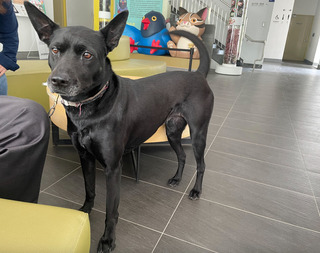 台中老黑狗非遭趕下車當事狗 飼主遭動保處送辦