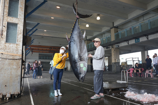 「全國第一鮪」在宜蘭蘇澳  4/10上午拍賣