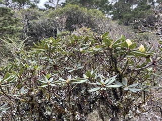 合歡山杜鵑花季假日管制  行車違規插隊將取締