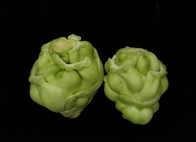 芥菜新品種「圓頭仔」將上市 暖冬不變形賣相佳 | 華視新聞