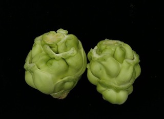 芥菜新品種「圓頭仔」將上市 暖冬不變形賣相佳