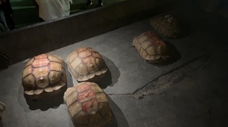 屏東蘇卡達象龜養殖場遭竊30隻 警逮8嫌找回8隻