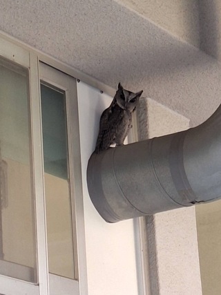 保育類領角鴞連假後現身嘉市校園 學童驚喜連連