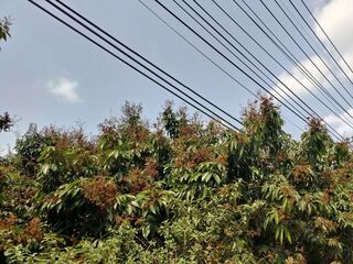 高雄玉荷包、黑葉荔枝農損 現金救助即起受理申報