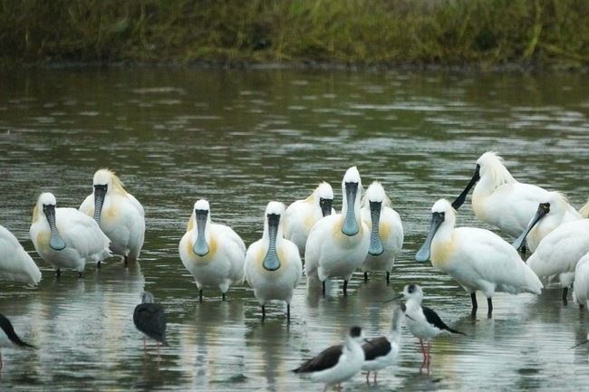 春天賞鳥季來臨  黑面琵鷺現蹤竹市香山濕地 | 華視新聞