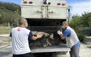 收容犬變身果園守護者  網友期待開啟毛孩幸福生活