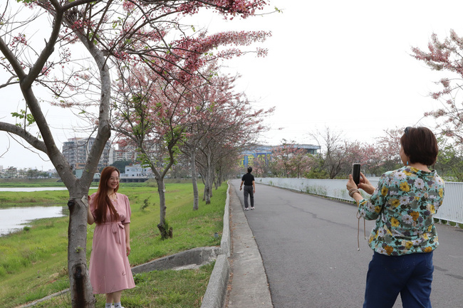 仁德滯洪池花旗木  進入最佳賞花期 | 華視新聞