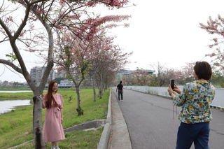 仁德滯洪池花旗木  進入最佳賞花期