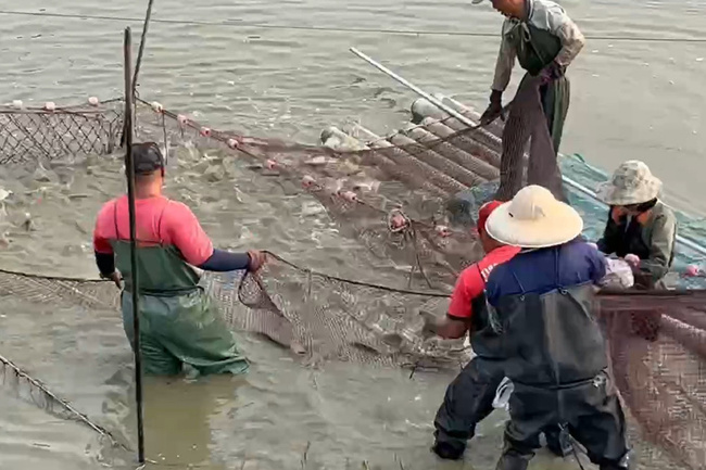 美暫緩對等關稅90天 台南台灣鯛養殖戶可望正常生產 | 華視新聞