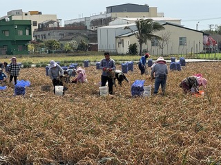 雲林蒜頭豐收  市場需求增後市看俏