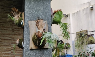 苗栗民宅前掛鹿角蕨1週遭竊2次  警鎖定涉案對象