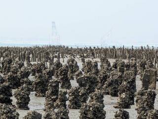 金門古寧頭石蚵歉收 金寧鄉仍辦活動推廣蚵田文化