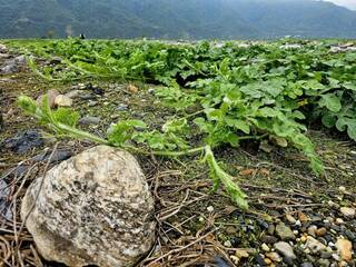 花蓮西瓜受寒害生長延緩 農政單位勘災