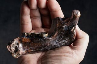 科博館跨國研究 古人類族群丹尼索瓦人曾到台灣